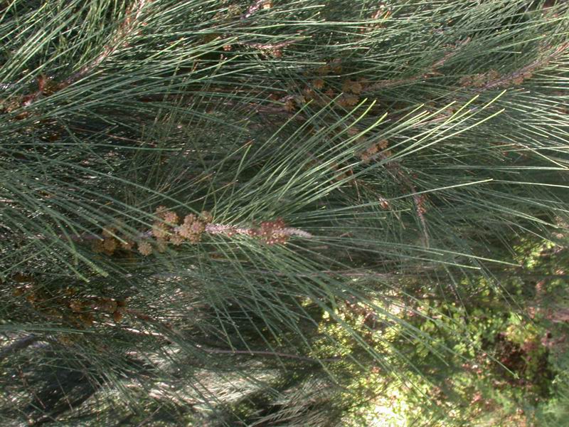 Casuarina equisetifolia L.